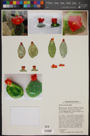 Opuntia quitensis image