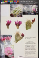 Echinocereus engelmannii image