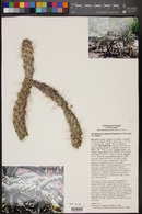 Cylindropuntia fulgida image