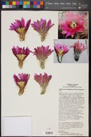 Echinocereus engelmannii image