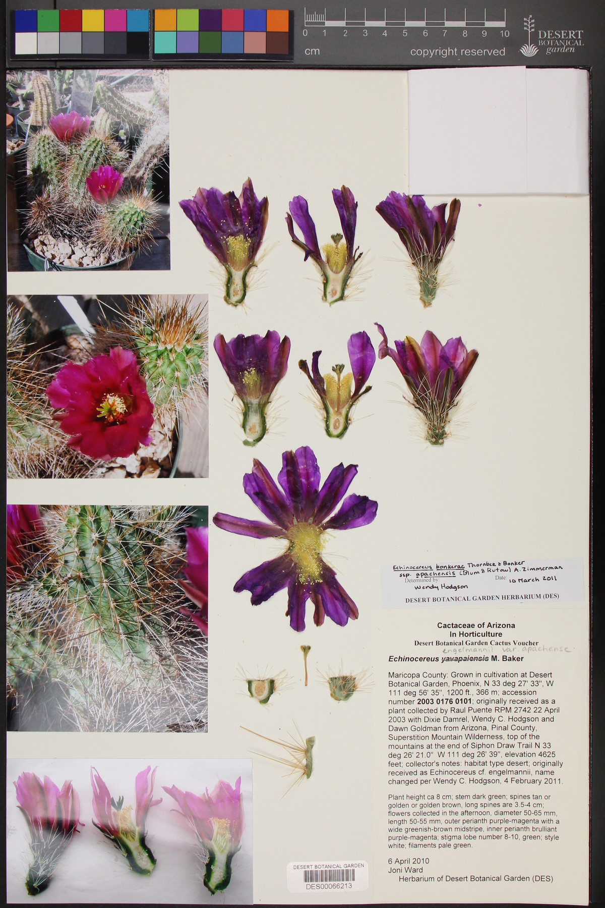 Echinocereus bonkerae subsp. apachensis image