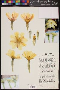 Opuntia megarhiza image