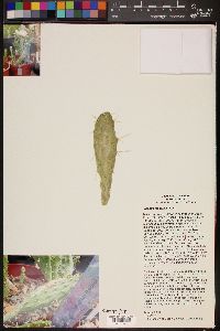 Opuntia megarhiza image