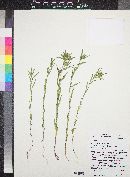 Collomia linearis image