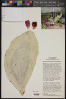 Opuntia stricta image