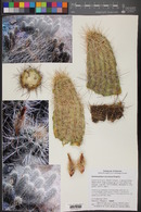 Echinocereus coccineus image