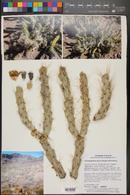 Cylindropuntia abyssi image