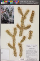 Cylindropuntia abyssi image