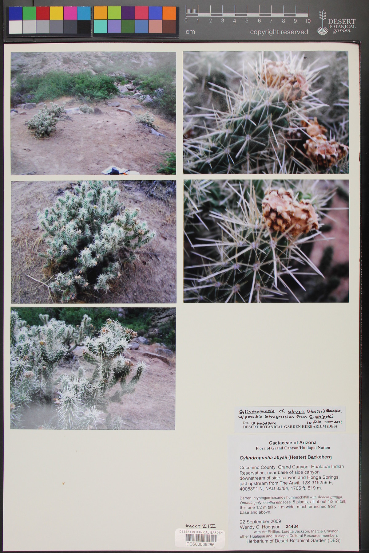 Cylindropuntia abyssi image