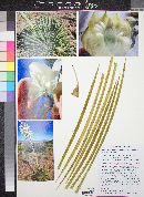 Yucca elata var. verdiensis image