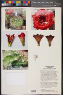 Echinopsis formosa image