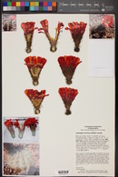 Echinopsis formosa image