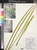 Yucca utahensis image