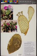 Opuntia polyacantha var. erinacea image