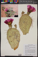 Opuntia polyacantha var. nicholii image