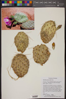 Opuntia polyacantha image