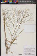 Sisymbrium altissimum image