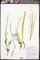 Caulanthus crassicaulis var. glaber image