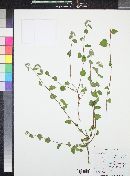 Ayenia microphylla image