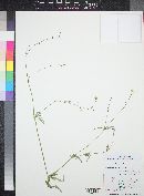 Boerhavia megaptera image
