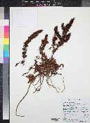 Rumex inconspicuus image