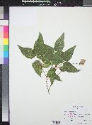 Celtis reticulata image