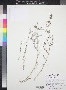 Galium wrightii image