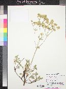 Eriogonum umbellatum var. juniporinum image