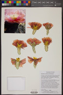 Opuntia phaeacantha image