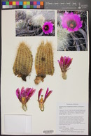 Echinocereus engelmannii image