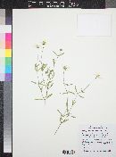 Melampodium leucanthum image