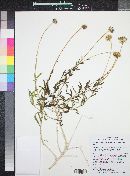 Encelia resinifera subsp. tenuifolia image