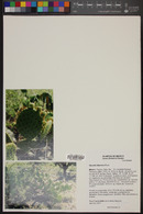 Opuntia depressa image