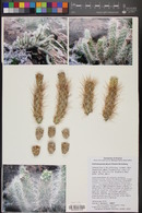 Cylindropuntia abyssi image