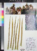 Yucca jaegeriana image