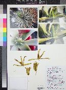 Yucca jaegeriana image