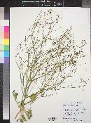 Stenogonum flexum image