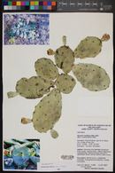 Opuntia mesacantha subsp. lata image