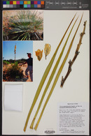 Yucca angustissima image