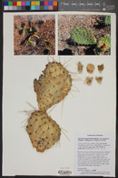 Opuntia polyacantha var. erinacea image