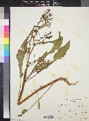 Rumex crispus image