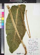 Rumex orthoneurus image