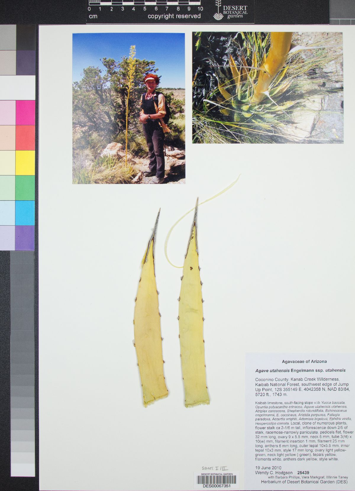 Agave utahensis subsp. utahensis image