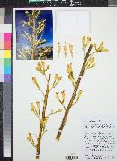 Agave utahensis subsp. utahensis image