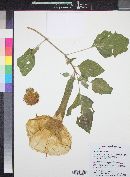 Datura wrightii image