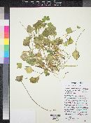 Claytonia perfoliata image