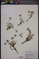 Trifolium andersonii var. beatleyae image
