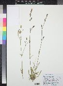 Silene scaposa var. lobata image