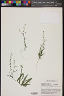 Thysanocarpus curvipes image