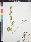 Potentilla norvegica image